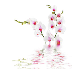 white orchids on water - isolated - obrazy, fototapety, plakaty