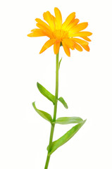 Calendula flower