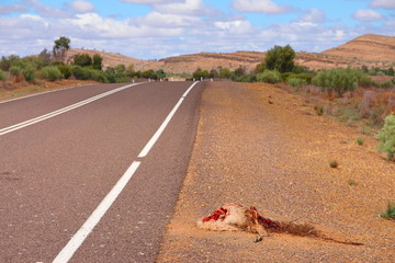 Road kill, Australia