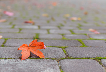 yellow leaf on paving stone