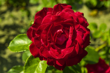 red rose - 58958542