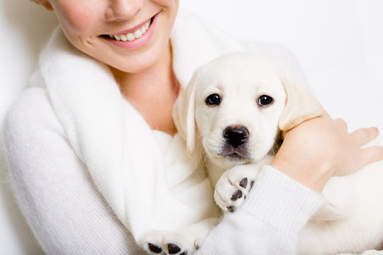 Closeup of Labrador puppy on the hands of woman