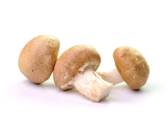 mushroom isolated on white background