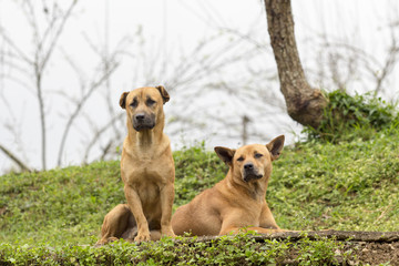 Two dogs in farm