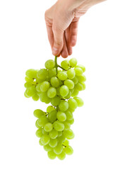 Close up of hand keeping grape, isolated on white