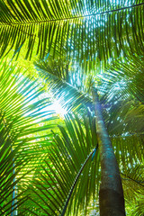 Obraz na płótnie Canvas palmiers