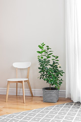 Lemon tree in a bright room