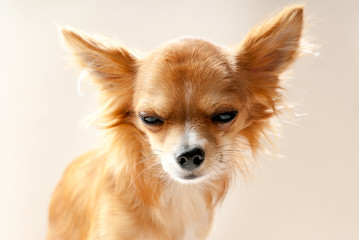 chihuahua dog head with  disgruntled expression  close-up