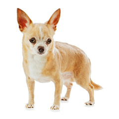 Beige chihuahua dog isolated on white background.
