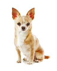 Obraz premium Beige chihuahua dog isolated on white background.