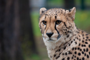 Gepard, Cheetah