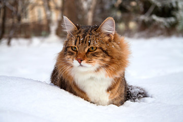 cat on sits on snow