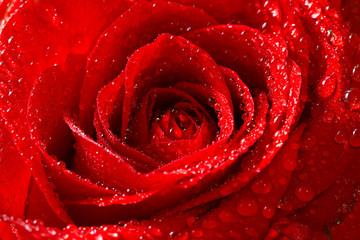 Naklejka premium red rose with dew drops