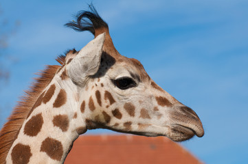 Giraffe