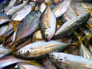 fresh mackerel fishes