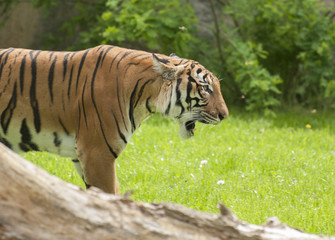 Obraz premium Tiger