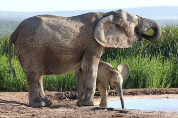 Fototapeta na wymiar African Elephant Calf and Mother