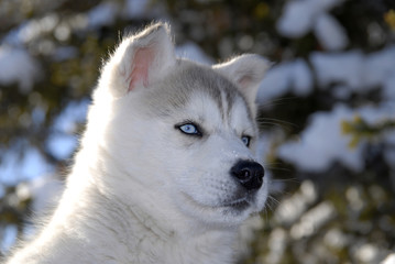 young husky in winter