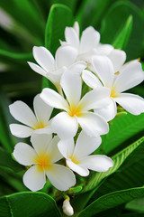 plumeria