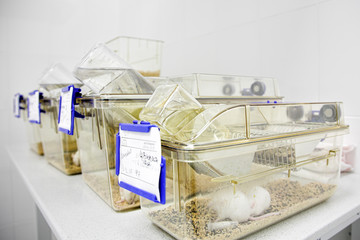 cages with white mouse