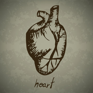 Doodle Human heart