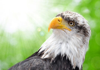 Bald Eagle - Haliaeetus leucocephalus