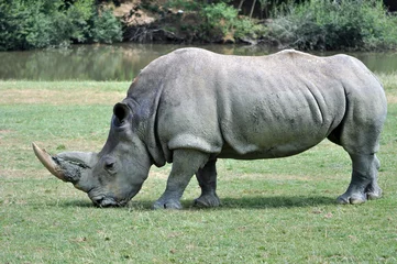 Foto op Plexiglas Rhinocéros © yvapamal