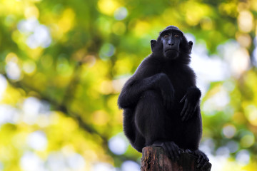 Sulawesi Crested Macaque