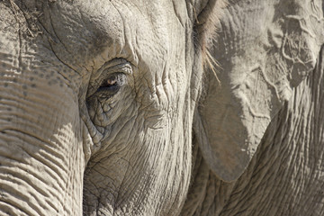 Elefante Particolare pelle occhio