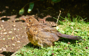 Blackbird