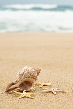 Conch shell and starfish on the beach close up