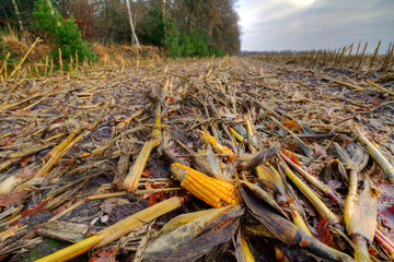 Maize ears left on a muddy field after harvest