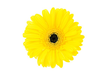 Large yellow gerbera flower on white background