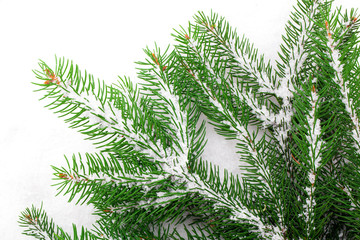 Branch of Christmas tree on white background