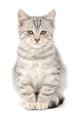 Obraz na płótnie Canvas Kitten on a white background