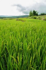 Rice terrace field in countryside at Mae Chaem, Thailand.