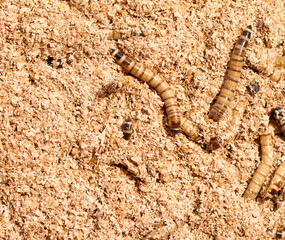 Mealworms