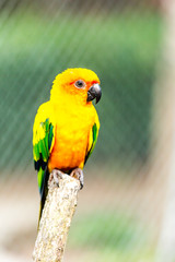 parrot in nightsafari chiangmai Thailand
