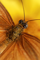 Obraz premium Orange butterfly