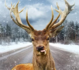 Fototapeten Hirsch mit schönen großen Hörnern auf einer Winterlandstraße © Nejron Photo