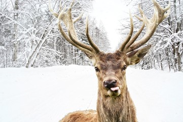 Deer with beautiful big horns on a winter country road