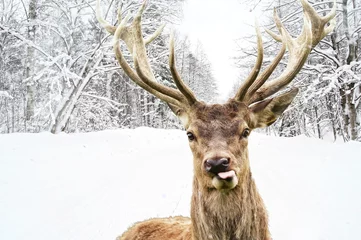 Fototapete Hirsch mit schönen großen Hörnern auf einer Winterlandstraße © Nejron Photo