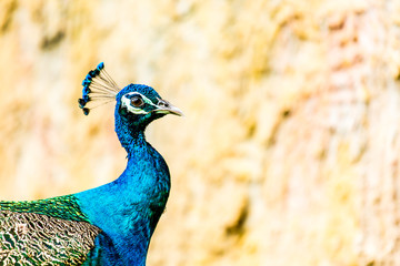 Obraz premium peacock in chiangmai-nightsafari chiangmai Thailand