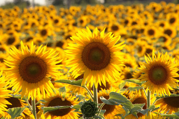 campo di girasoli