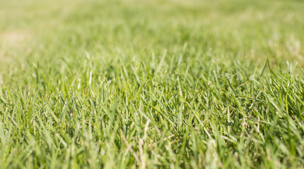 Textured background of green grass