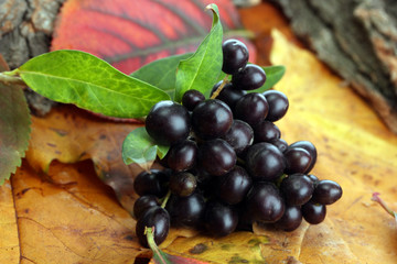 bright autumn leaves and wild berries, close up