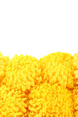 bright yellow chrysanthemums, isolated on white