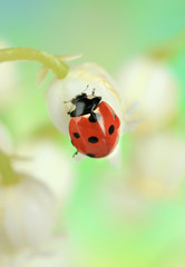 Beautiful ladybird on lily of the valley