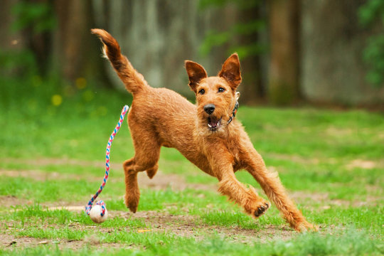 Irish terrier playing with ball
