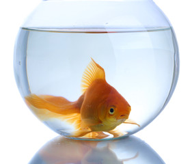 Goldfish in aquarium isolated on white
